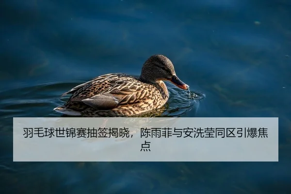 yu-mao-qiu-shi-jin-sai-chou-qian-jie-xiao-chen-yu-fei-yu-an-xi-ying-tong-qu-yin-bao-jiao-dian-2-839.jpg